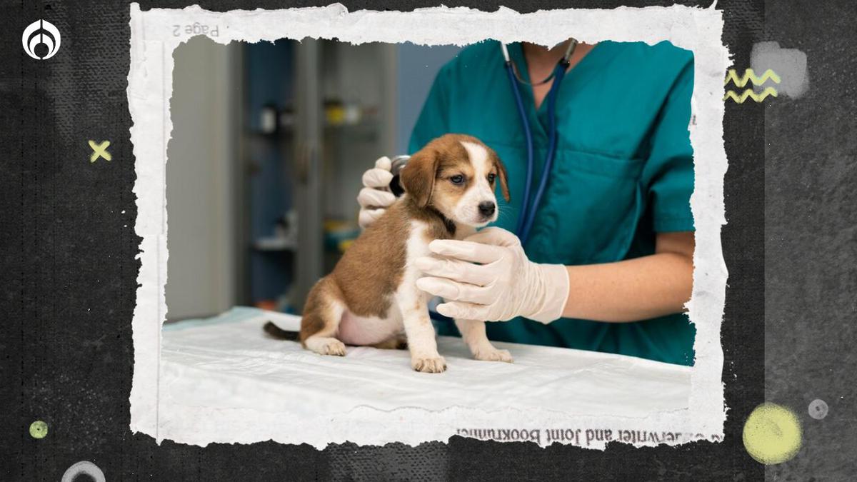 Veterinarios | Los veterinarios no se denominan doctores. | fuente: freepik