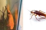 (VIDEO) Cucaracha sorprende "buceando" en pecera: ¿puede respirar bajo el agua?