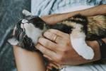 Gatitos: ¿Cómo acariciar a tu minino? Esto dice la ciencia