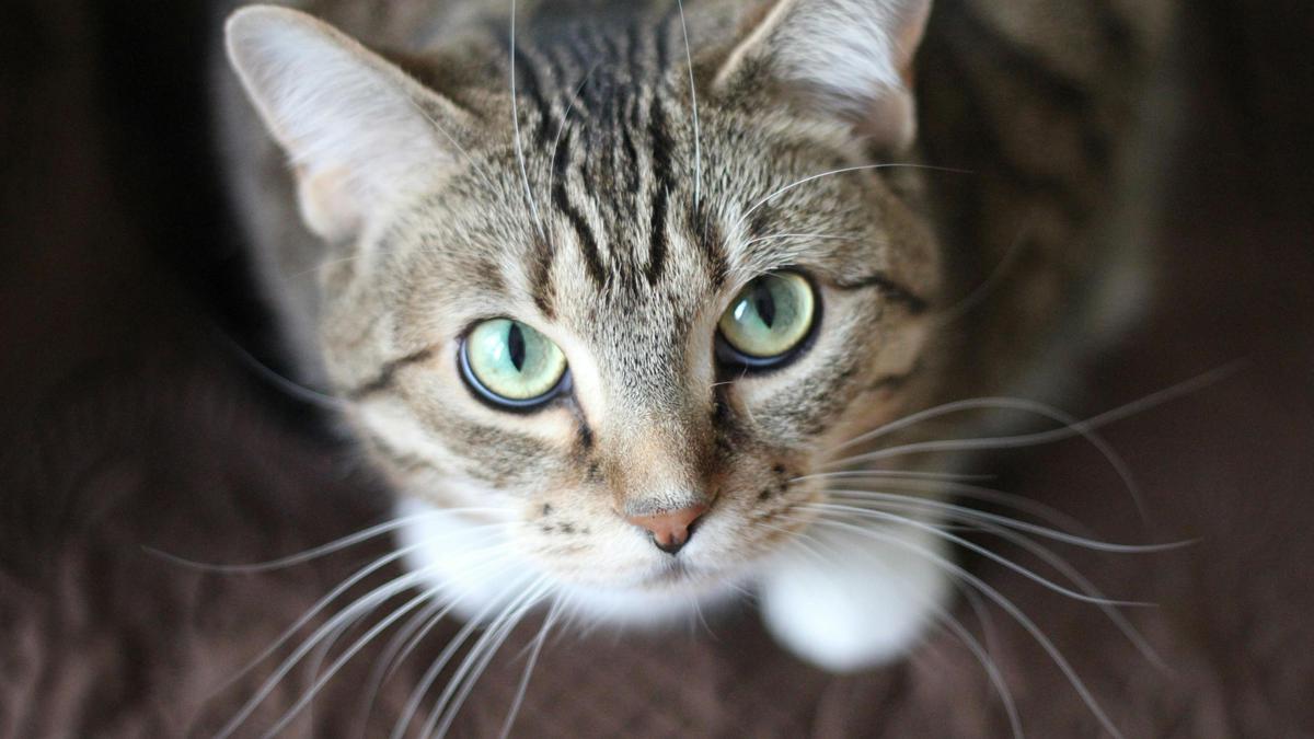 Deja de darle a tu gato comida casera: las croquetas son mejores por esta razón