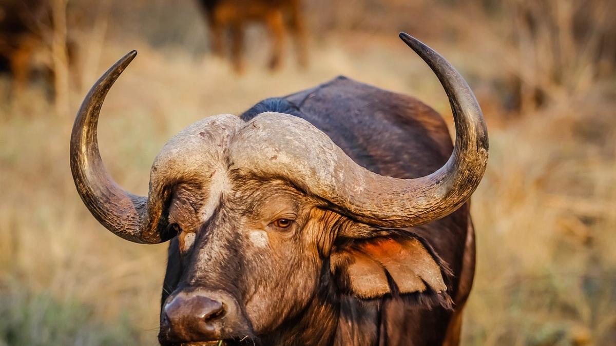  | La quinceañera conquistó las redes sociales al montar un búfalo, durante su fiesta.