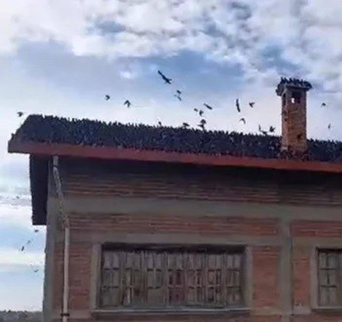 Las aves invadieron los techos de la planta de chiles. | Especial