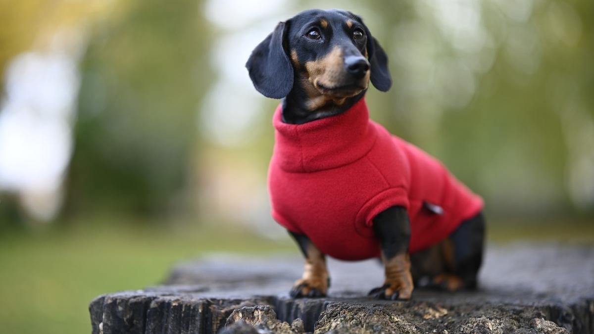  | Expertos recomiendan no colocarle un suéter al perrito si este se niega