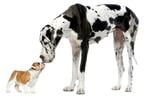(FOTOS) Lomitos: Las 10 razas de perros más grandes del mundo