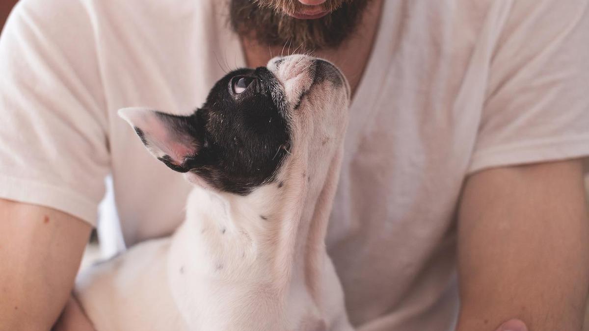  | Un estudió confirmó que los perritos pueden llorar de felicidad