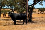 Tradición, economía y hasta ecología: Esto argumenta Tauromaquia Mexicana para defender las corridas de toros