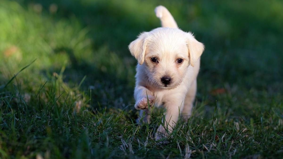 Los perritos suelen comer hierba cuando son más jóvenes.
