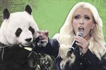 ¿Yuri le dedicó una canción a Shuan Shuan, la panda gigante que murió hoy en Chapultepec?