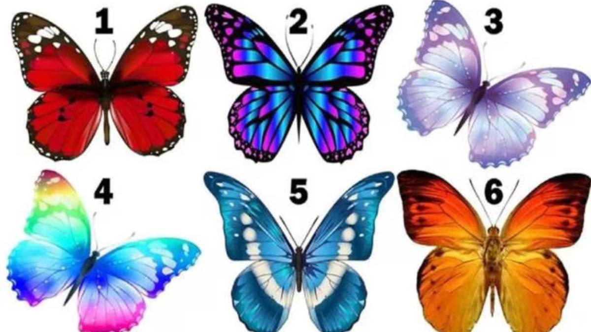 La mariposa que elijas determinará un aspecto desconocido de tu personalidad | Atrévete a conocer rasgos ocultos de ti mismo con este test  
Imagen: @ShowmundialShow