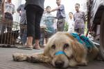 ¿Cuál es el origen del Festival de Yulin, celebración donde se mata y se come carne de perro?