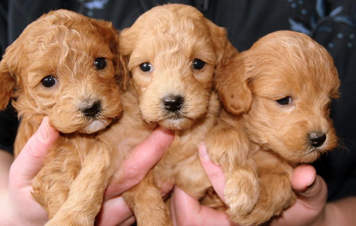 Perritos clonación cuánto cuesta | Foto: Especial