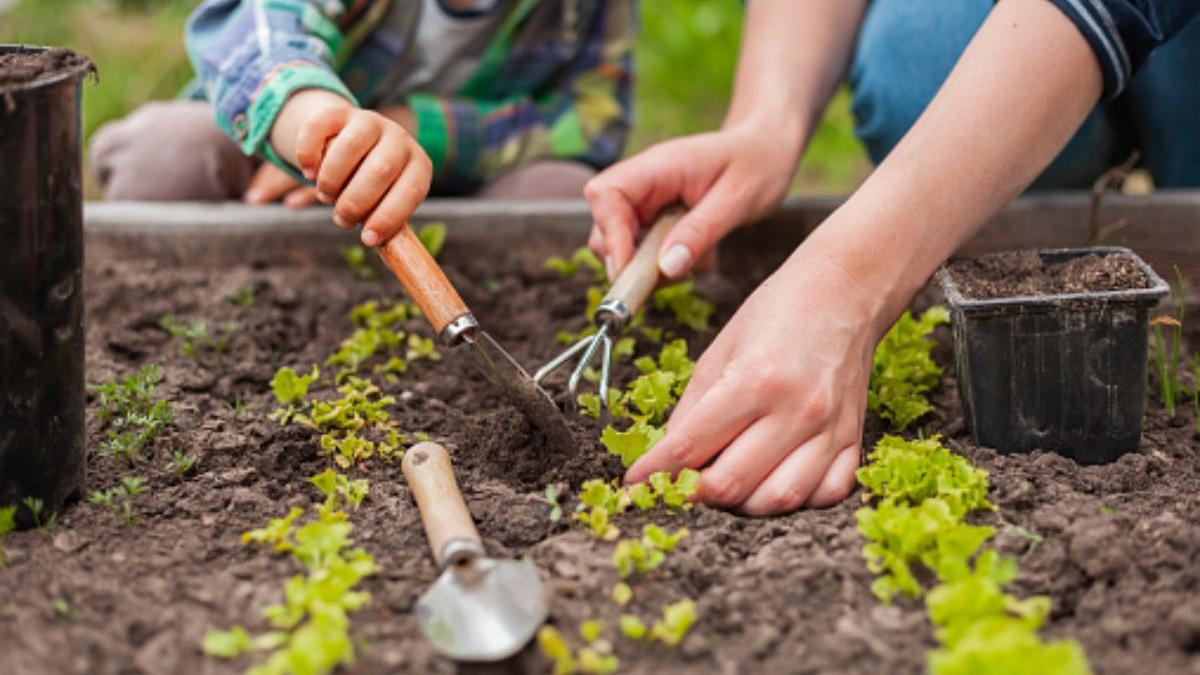  | Los fertilizantes naturales son una excelente opción para garantizar el correcto crecimiento de tus plantas.