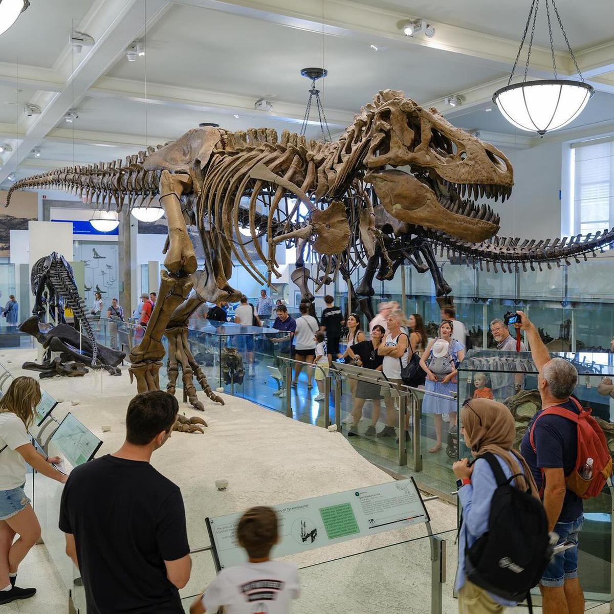 Museo Americano de Historia Natural | Famoso por su colección de esqueletos de dinosaurios, incluyendo el Tyrannosaurus Rex. Fuente: Instagram @amnh