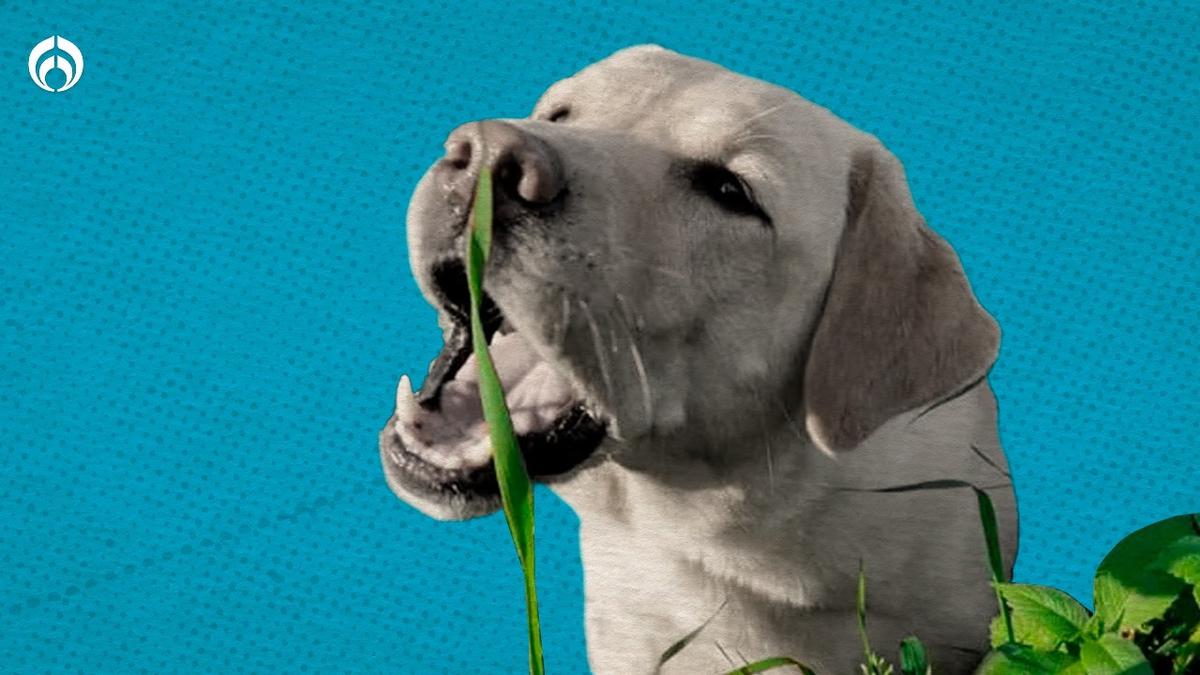 Los perritos suelen comer hierba para eliminar parásitos.