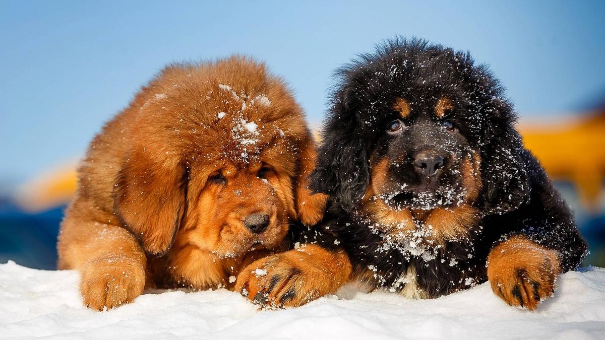  | Estos lomitos son famosos por su pelaje, pero también son considerados dentro de las razas de perros más caras del mundo
