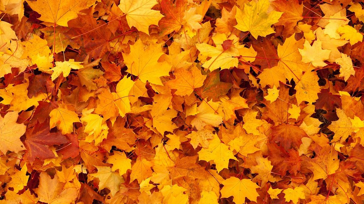  | En otoño podemos ver lindas tonalidades por las hojas de los árboles.