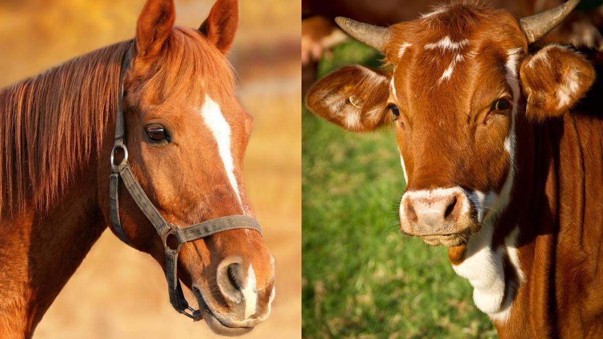  | Diferenciar entre la carne de res o caballo puede ser complicado