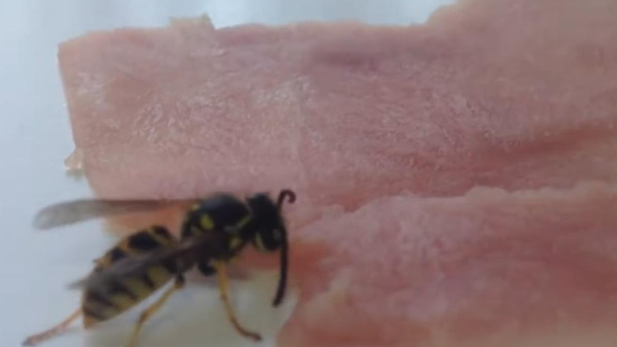 Los científicos continúan estudiando a esta abeja buitre | Fuente: Youtube @Geras Andrade