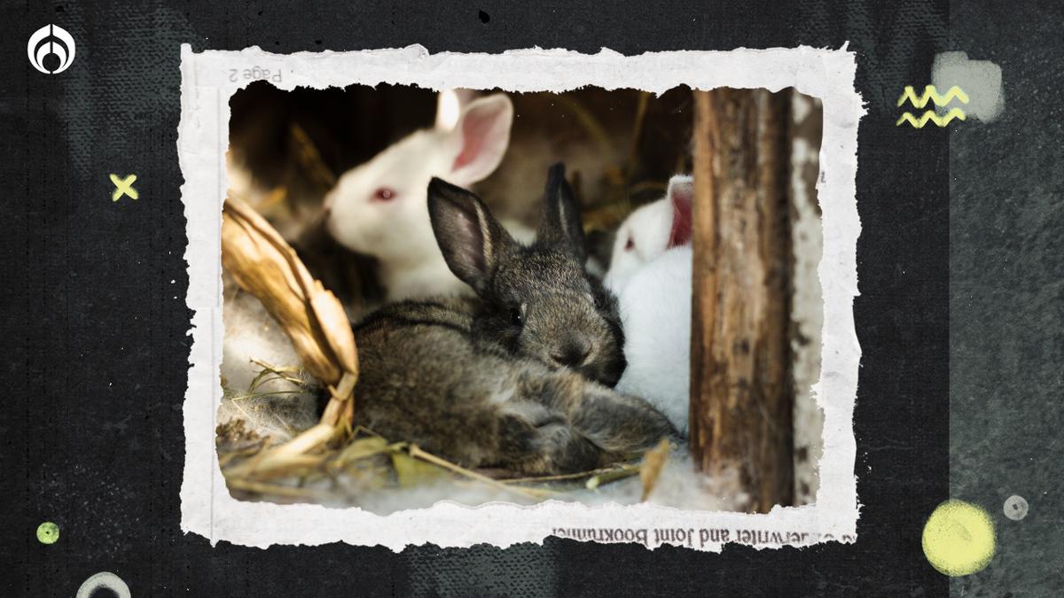 Instinto de supervivencia | Las conejas madres excavan madrigueras subterráneas para proteger a sus gazapos indefensos. Fuente Freepik