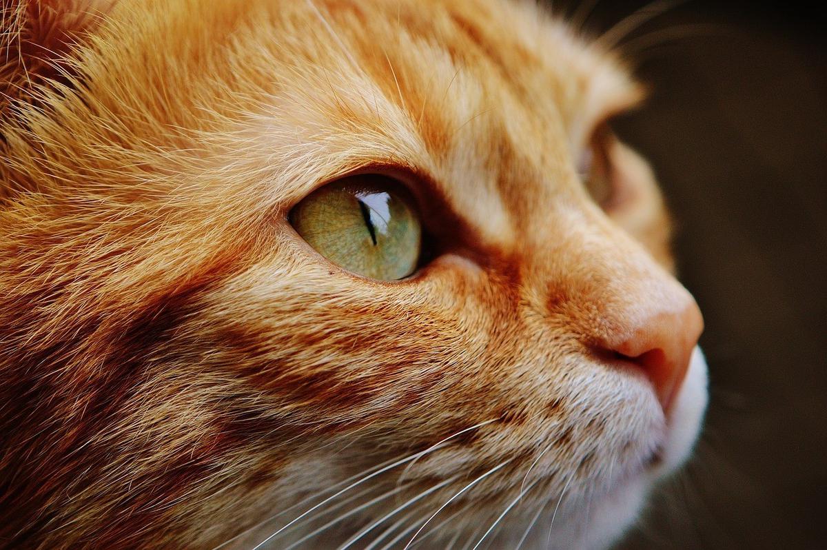 Pixabay | Los gatos son extraordinarios acompañantes. | Foto: Pixabay