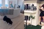 ¡Lomitos magnates! La lujosa mansión de los perros de Paris Hilton (VIDEO)