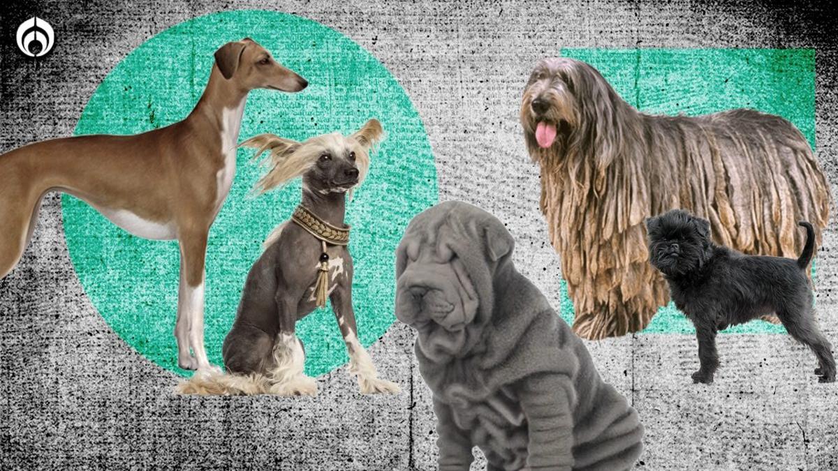 | Te mostramos cuáles son los 10 perritos más raros del mundo, ¿los conocías?