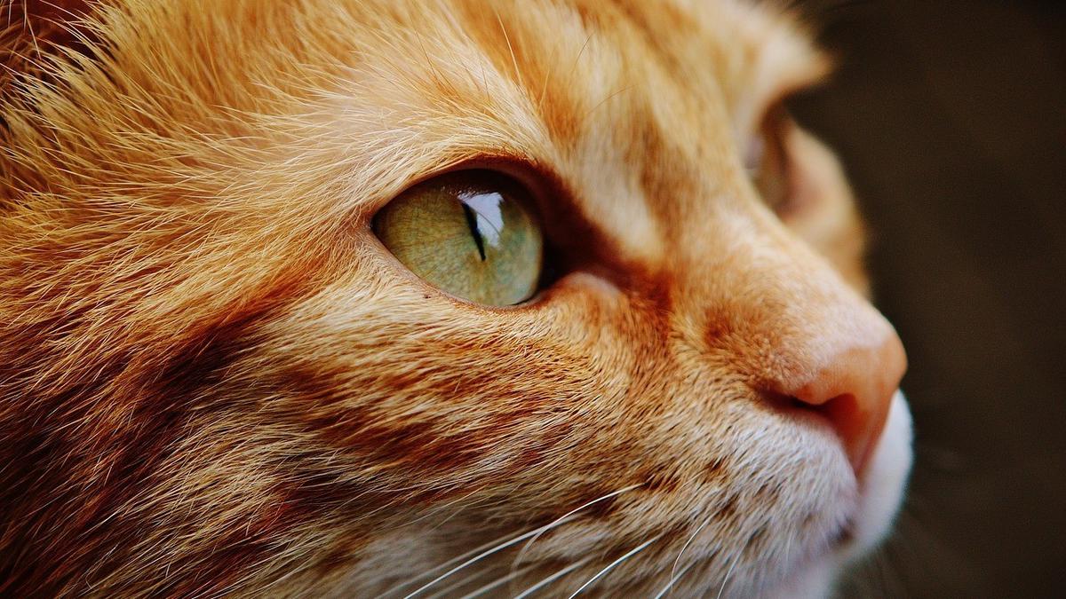 Los gatos son extraordinarios acompañantes. | Foto: Pixabay