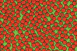 Acertijo visual para expertos: encuentra las tres manzanas intrusas entre los tomates