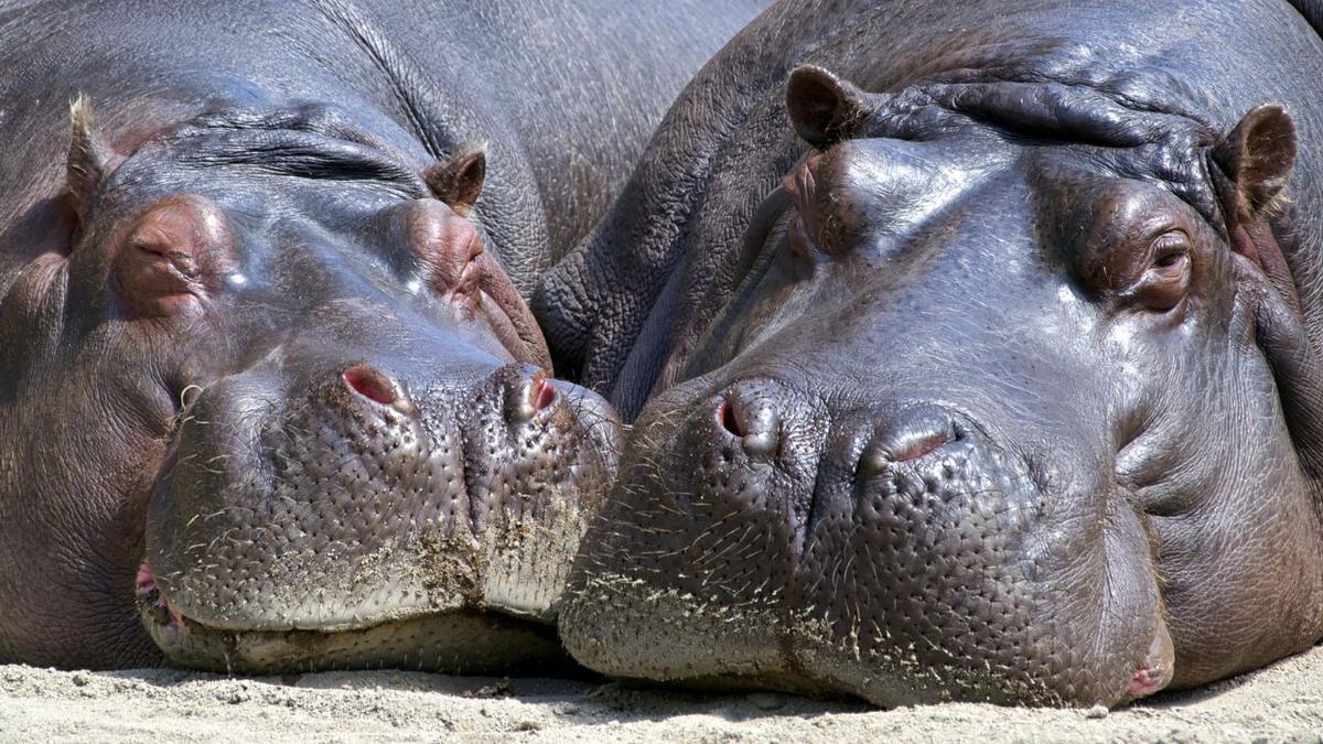 Los hipopótamos de Pablo Escobar | Son casi una plaga en Colombia
Foto: Pexels