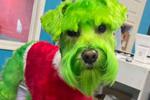 Perrito Grinch: mujer pinta de verde a su lomito, ¿es maltrato animal?
