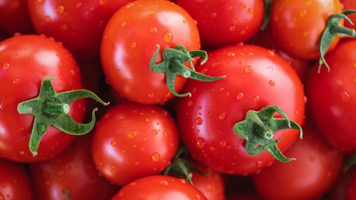  | El tomate rojo es muy benéfico para la salud, aunque muchos tienen dudas de si se trata de una fruta o de una verdura.