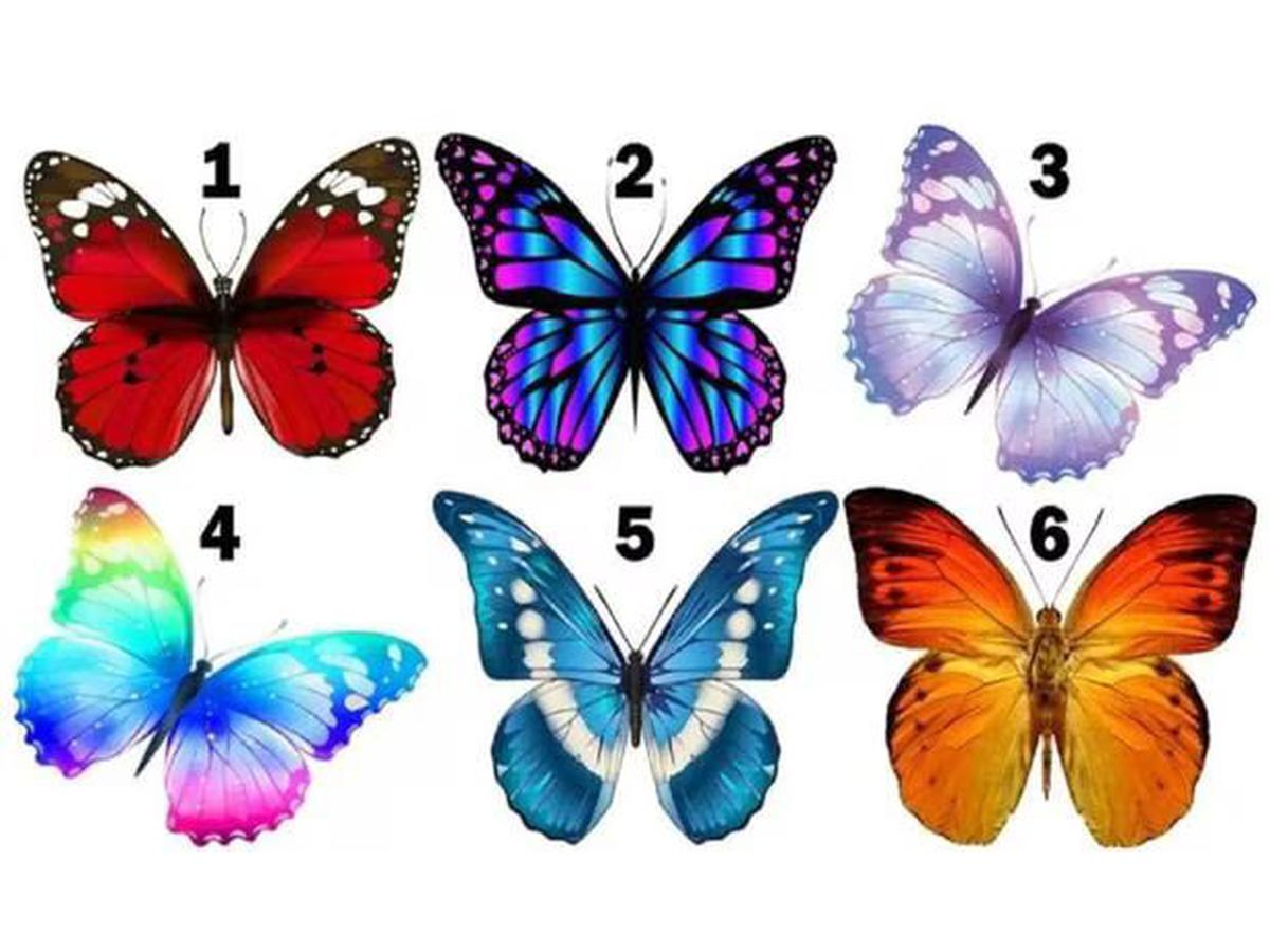 ¿Cuál de estas mariposas prefieres? | Descubre rasgos ocultos de ti con esta lámina
Imagen: @ShowmundialShow