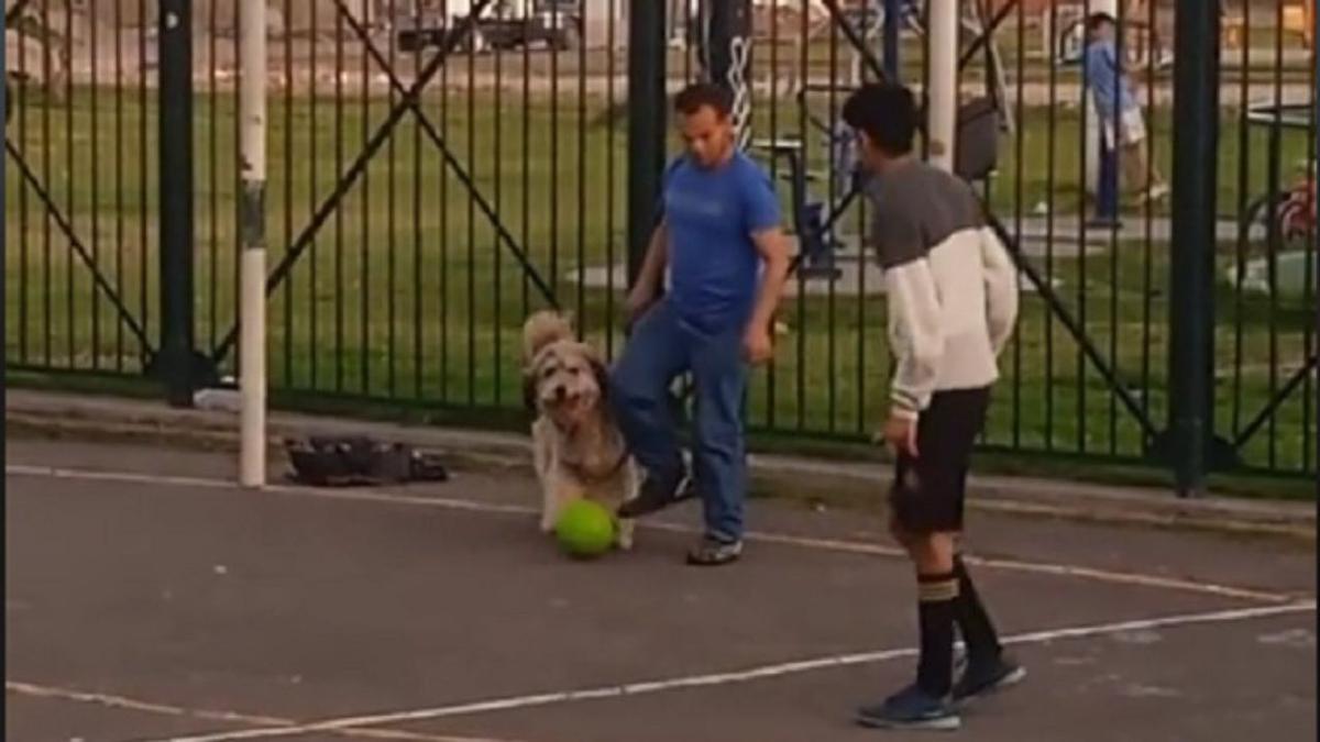 Arquero | Un perro se volvió viral un can que lo pusieron en el arco y atajó todos los remates.