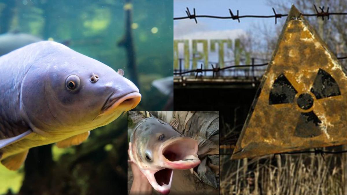  | Capturan a pez radioactivo en un lago de Chernobyl.