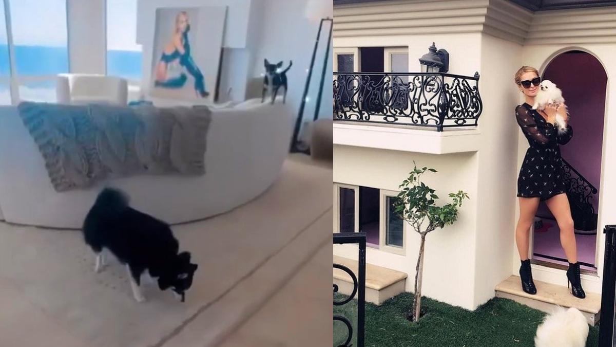 Así es la mansión de los perros de Paris Hilton | ¡Están muy consentidos!