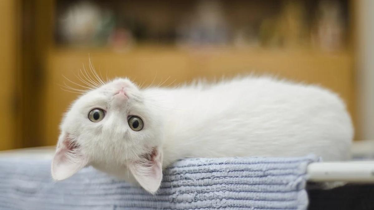  | El Top 10 de los gatos más bonitos la encabeza la raza Norwegian Forest