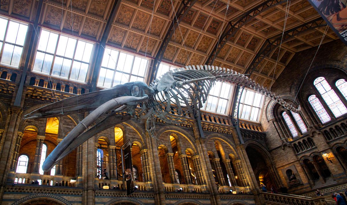 Museo de Historia Natural | Un paraíso para los amantes de la ciencia y la naturaleza, con exhibiciones sobre dinosaurios, animales, plantas y minerales. Fuente Pexels