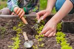 5 fertilizantes naturales que debes probar si quieres a tus plantas