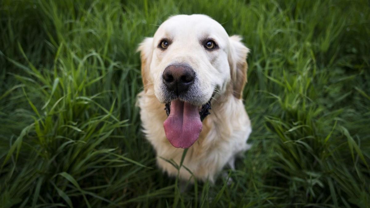 Cuando son adultos, los perros suelen comer menos hierba.
