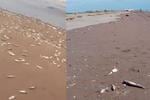 ¿El apocalipisis? Hallan decenas de peces muertos en playa de México (VIDEO)