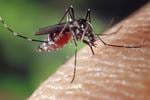 ¿Por qué los mosquitos te pican más que a otros?
