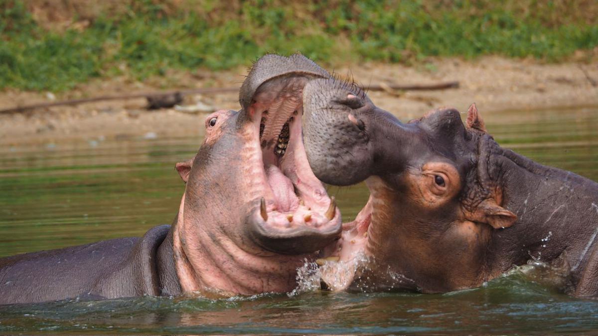 Los hipopótamos de Pablo Escobar | Podrían llegar a México
Foto: Pexels