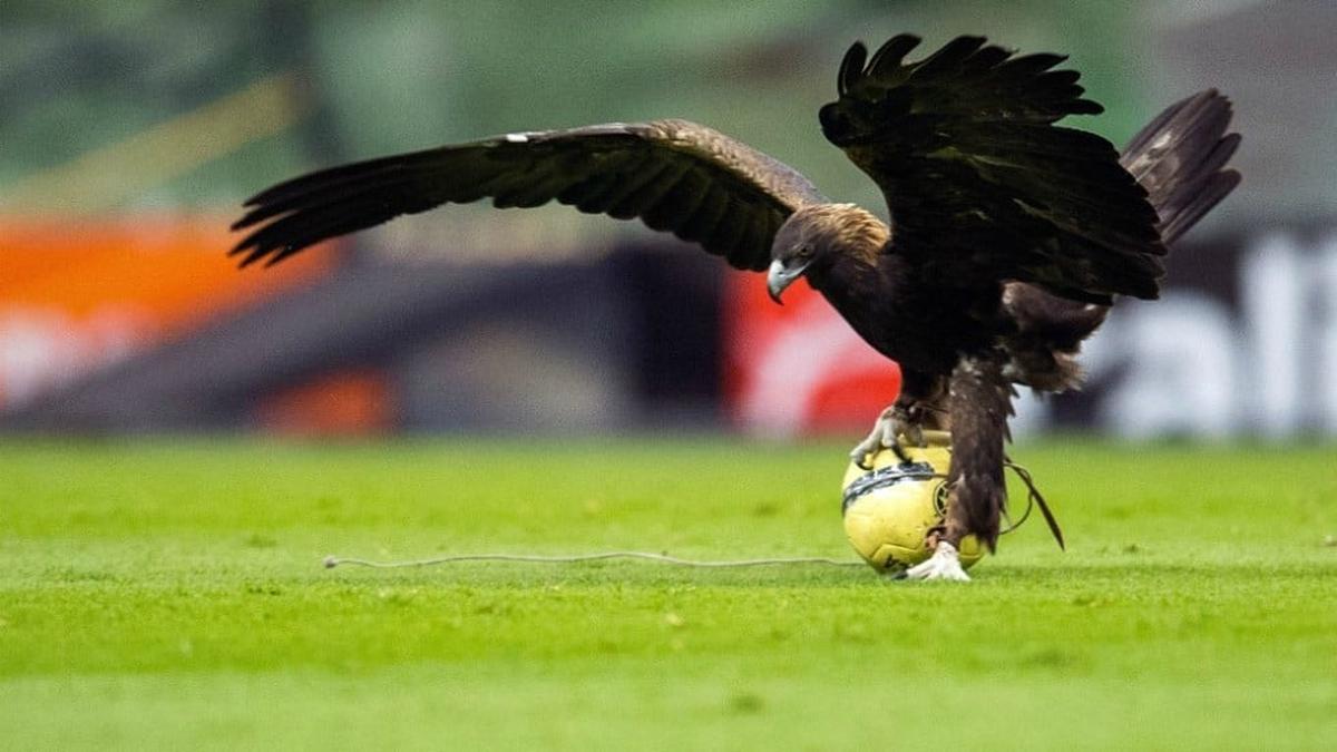 El águila es una de las imágenes más fuertes en el futbol mexicano. | Foto: Especial