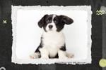 CURP para perritos: ¿Qué es y cómo registrar a tus mascotas?