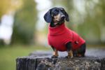 Perritos: ¿Son malos los suéteres? Los consejos que necesitas para cuidar a tu ‘lomito’ del frío
