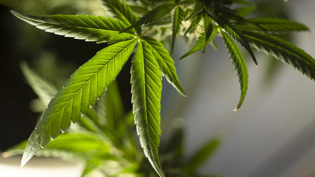  | El miércoles la SCJN avaló uso de cannabis con fines industriales. Foto: Pixabay
