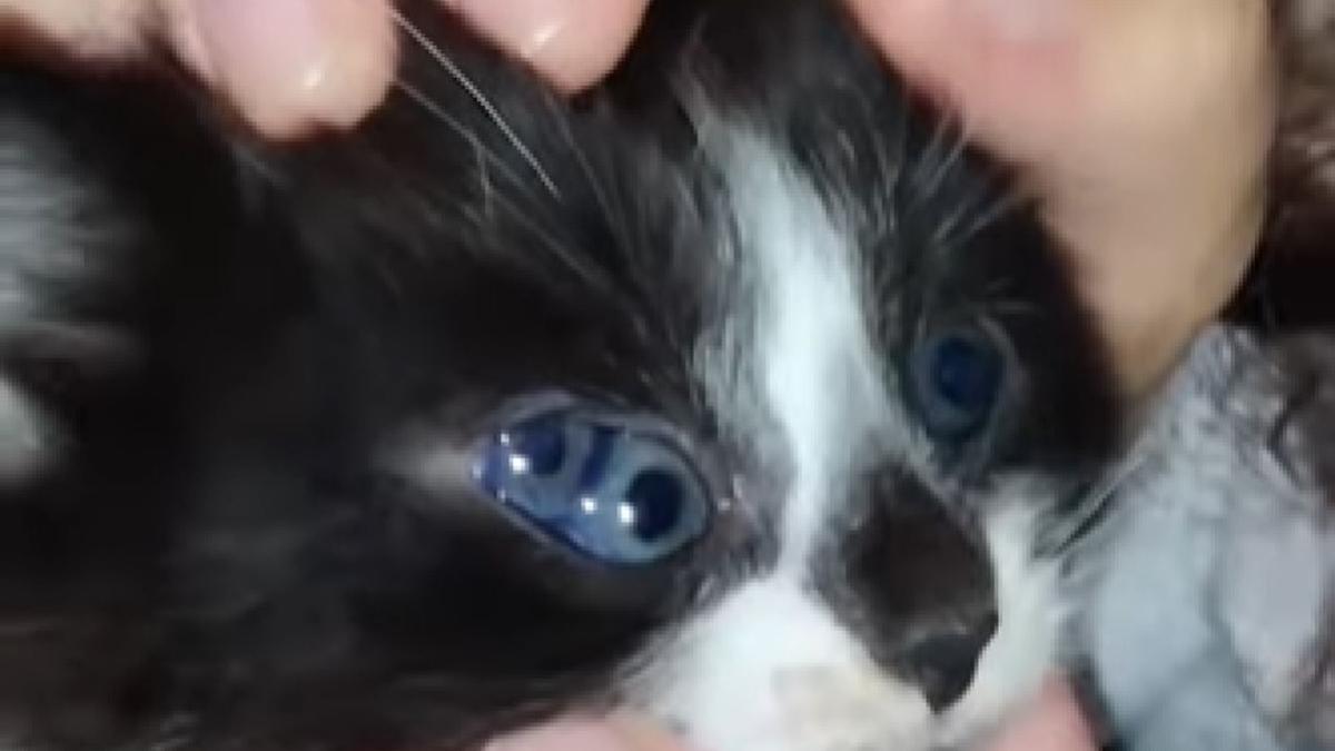 El gato tiene tres ojos, una condición poco usual en los felinos.