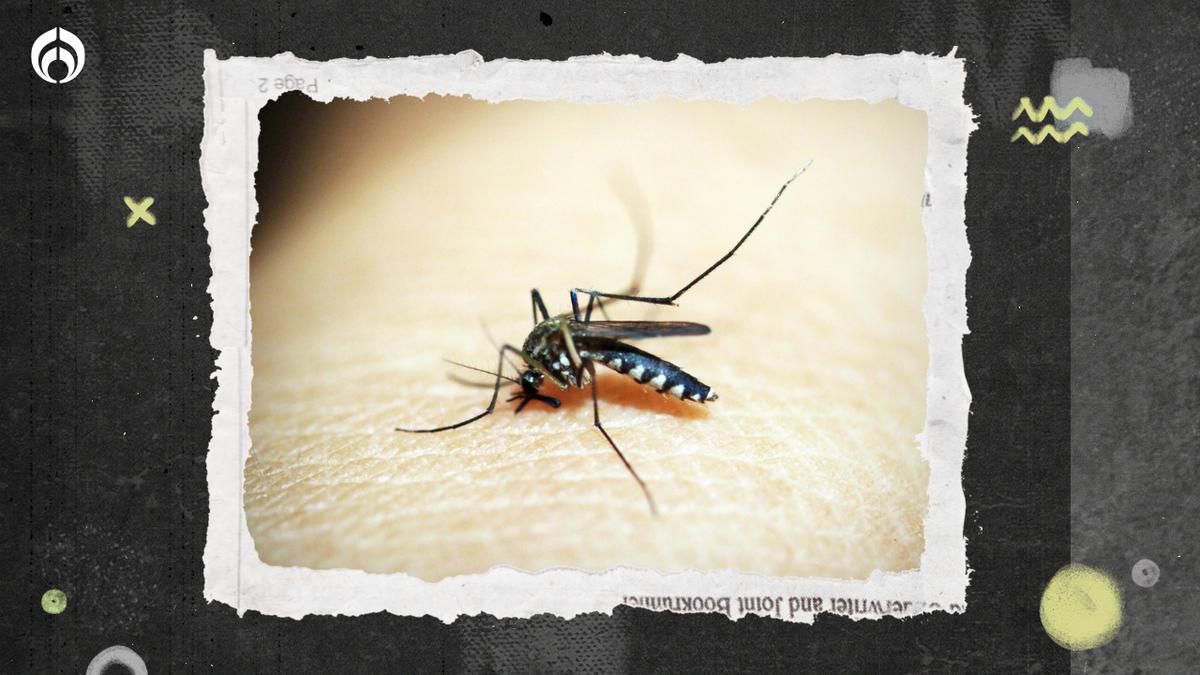 Dengue en la mira | El centro de México será la zona más afectada por la enfermedad en los próximos 15 años. Fuente: Pexels