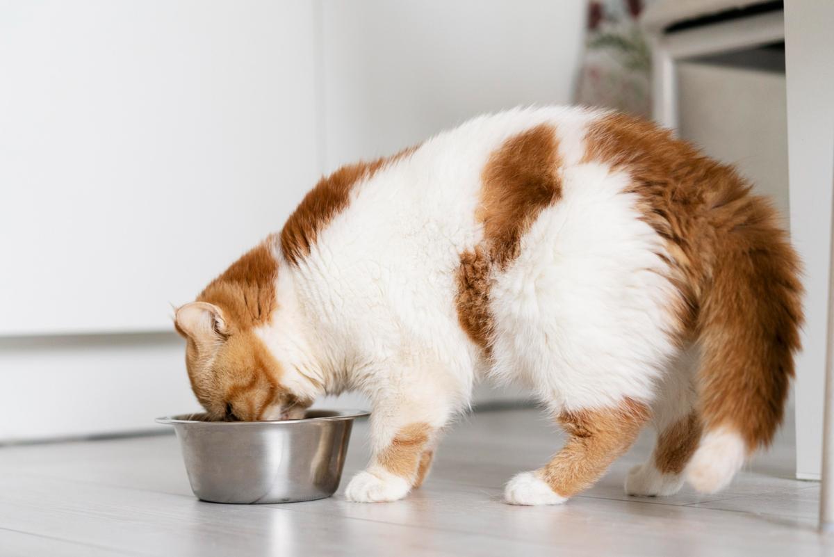  | Un gatito saludable con mejor alimentación