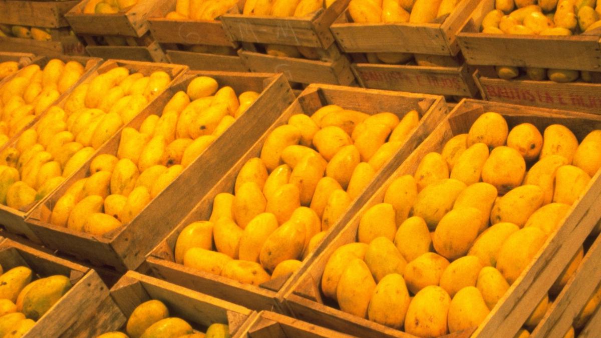  | El mango ataulfo es el más producido en México.